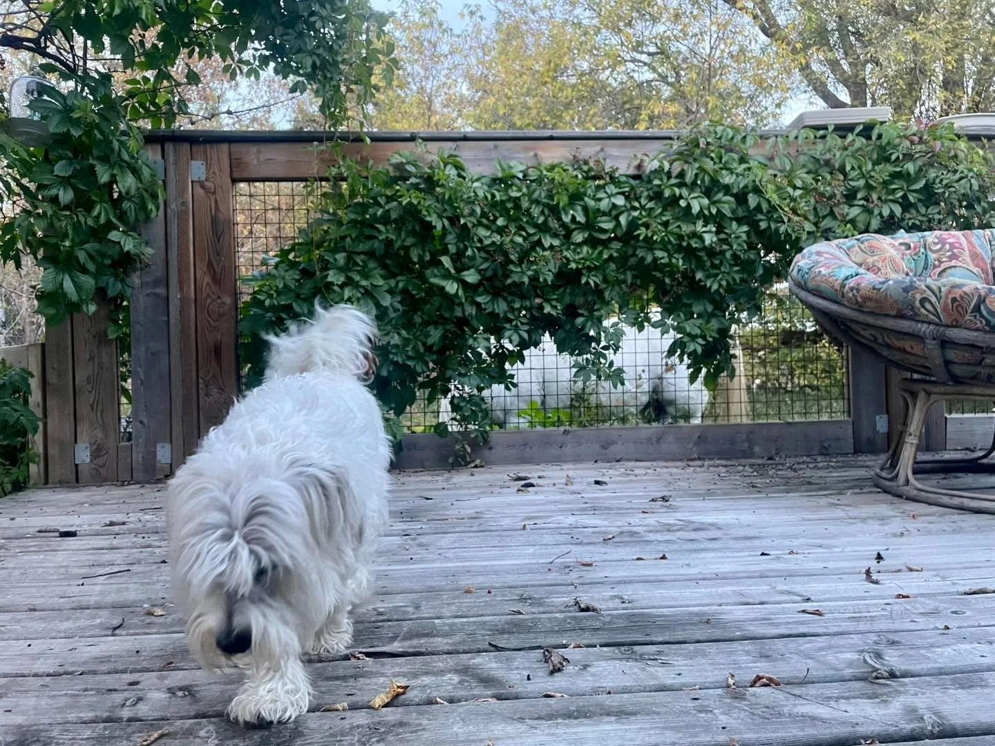 Our non-riding lawnmower Farrah is on back yard duty. Bernie is looking sheepish after trying to tell her &ldquo;GET OFF MY LAWN!!!&rdquo;
No luck there big guy. 

#sanctuary #rubiconranch #horsetherapy #dissapointeddog
