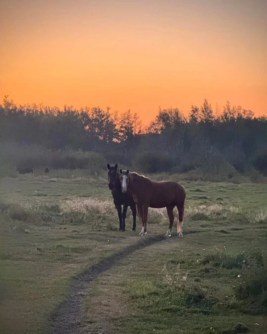Sunrise beauties. 
This is Levi and Tulip. Tulip has been madly in love with Levi from first sight. He on the other hand was not interested in her filly attention. I&rsquo;ve never heard a gelding scream his frustration with her just wanting to be cl