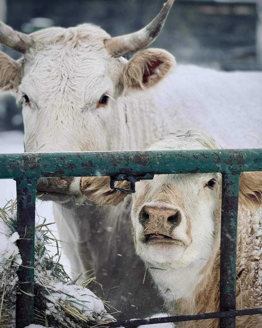 We have been on a bit of a Social media break. With all that is going on it&rsquo;s been helpful to be away from platforms that are built to capture our focus and attention. This time away has let us reflect on what is important to us - building comm