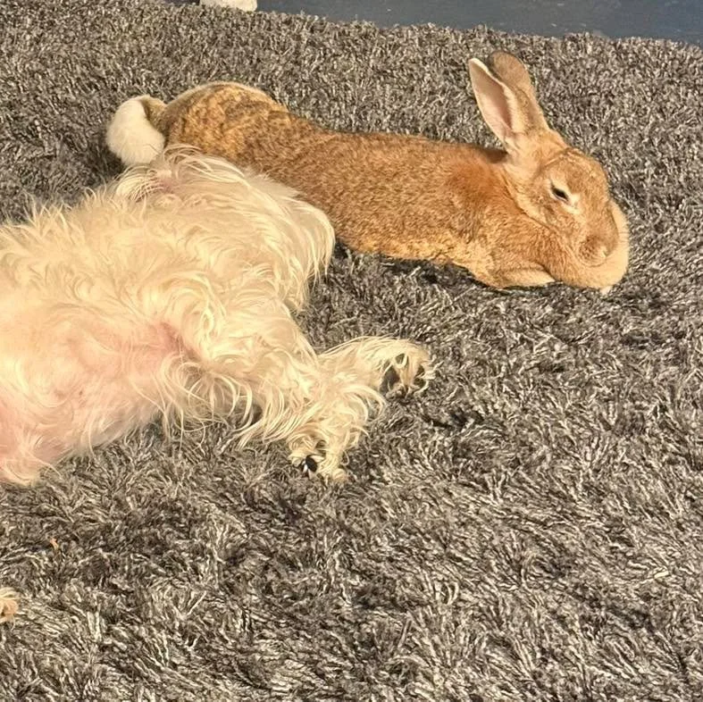 Lazy Sunday&rsquo;s are the best. 

#sanctuary #rubiconranch #oddcouple #rabbitlife #rabbitrescue