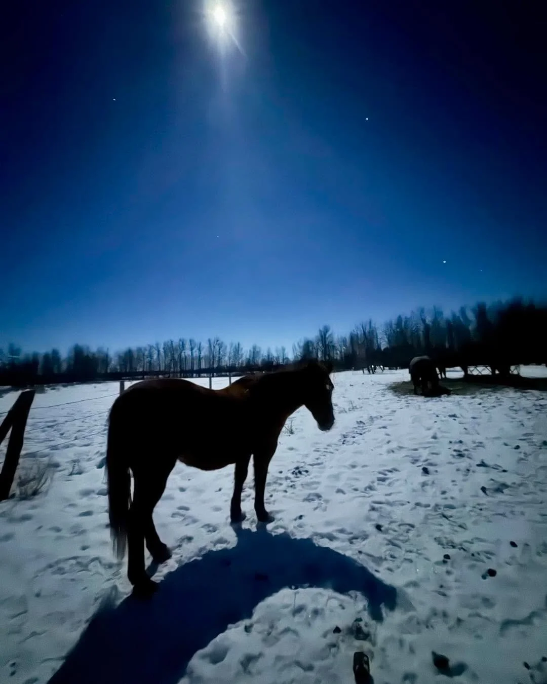 Cleo in the moonlight 🌙 

Our lead mare helps support all of us at Rubicon. We love her to the moon and back. 

#rubiconranch #horsetherapy #sanctuary
