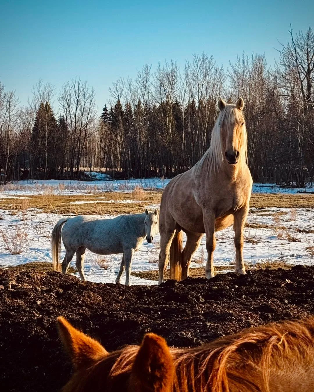 Nelly Update - hard to believe Nelly came to us 3 years ago. With the help of 5freedoms rescue, we located Nelly when we realized our Jane was missing her girl. Jane and Nelly were separated after they were sold at auction. Jane came to us and Nelly 