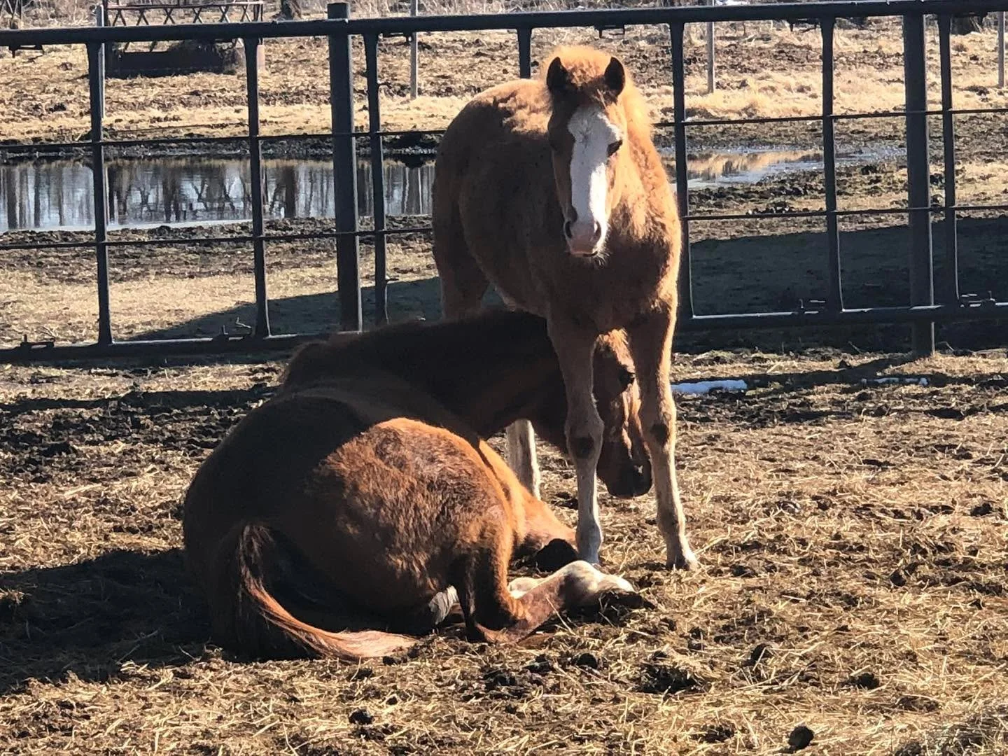 Happy Mother&rsquo;s Day from all of us at Rubicon. 

#sanctuary #rubiconranch #horsetherapy #mothersday