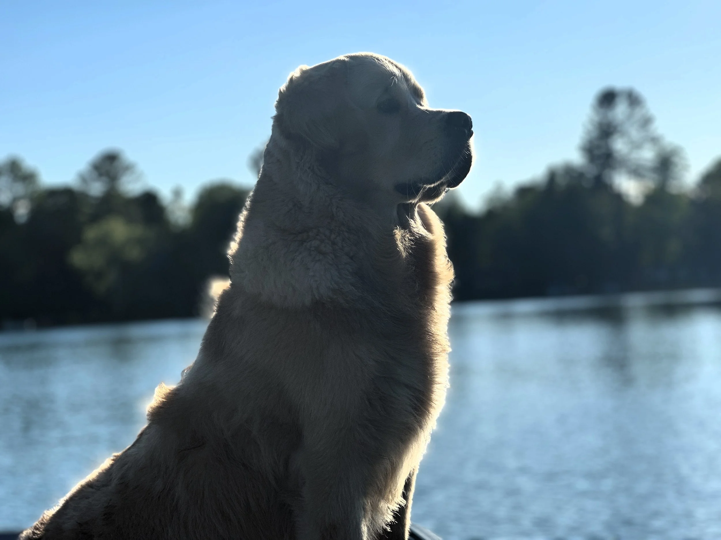 saddle brook goldens offspring by saddle brooks California dream