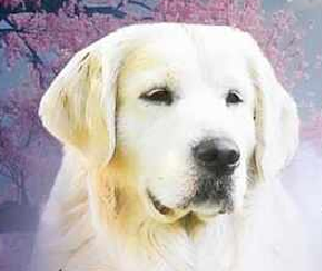 saddle brook goldens outside stud for 2026