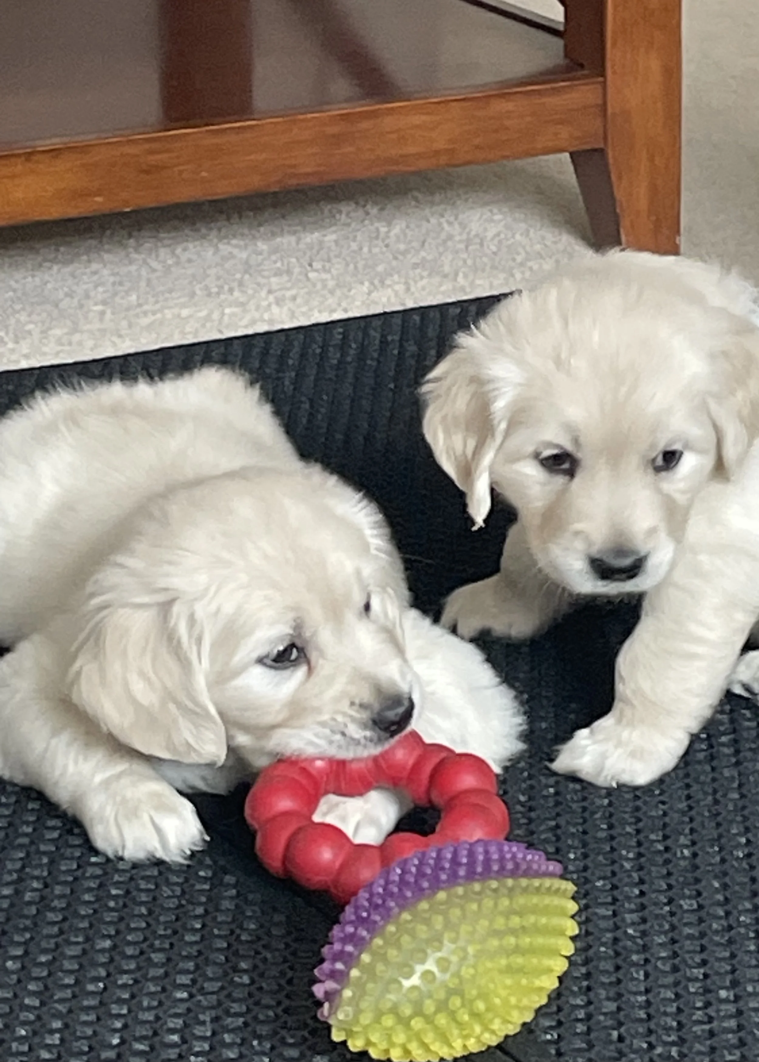 saddle brook goldens ethically bred.jpg
