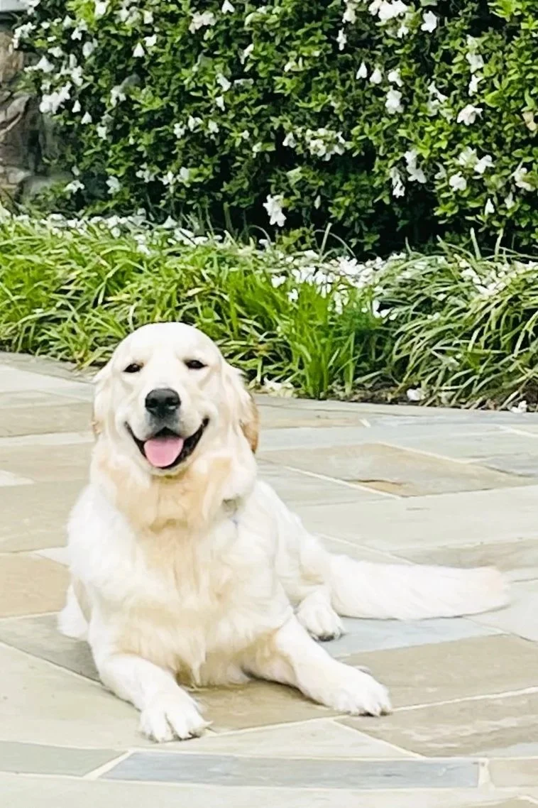 saddle+brook+goldens+breeder+of+HEART.jpg
