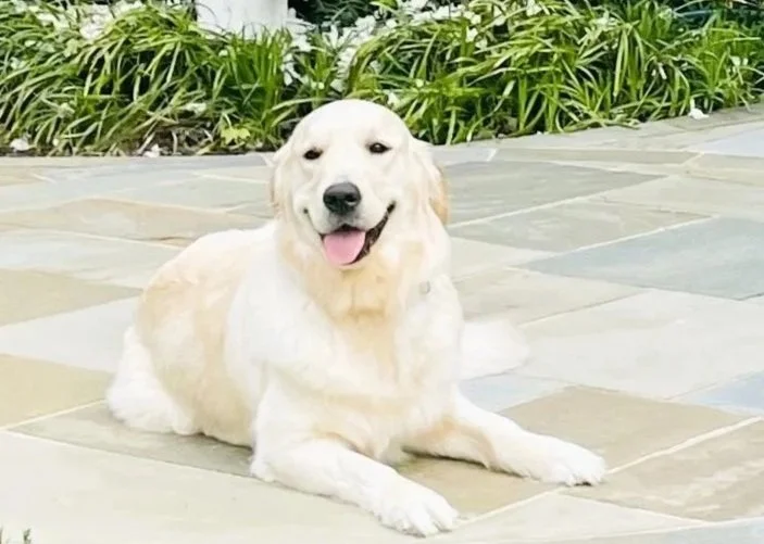 saddle%2Bbrook%2Bgoldens%2Bakc%2Bbreeders.jpg