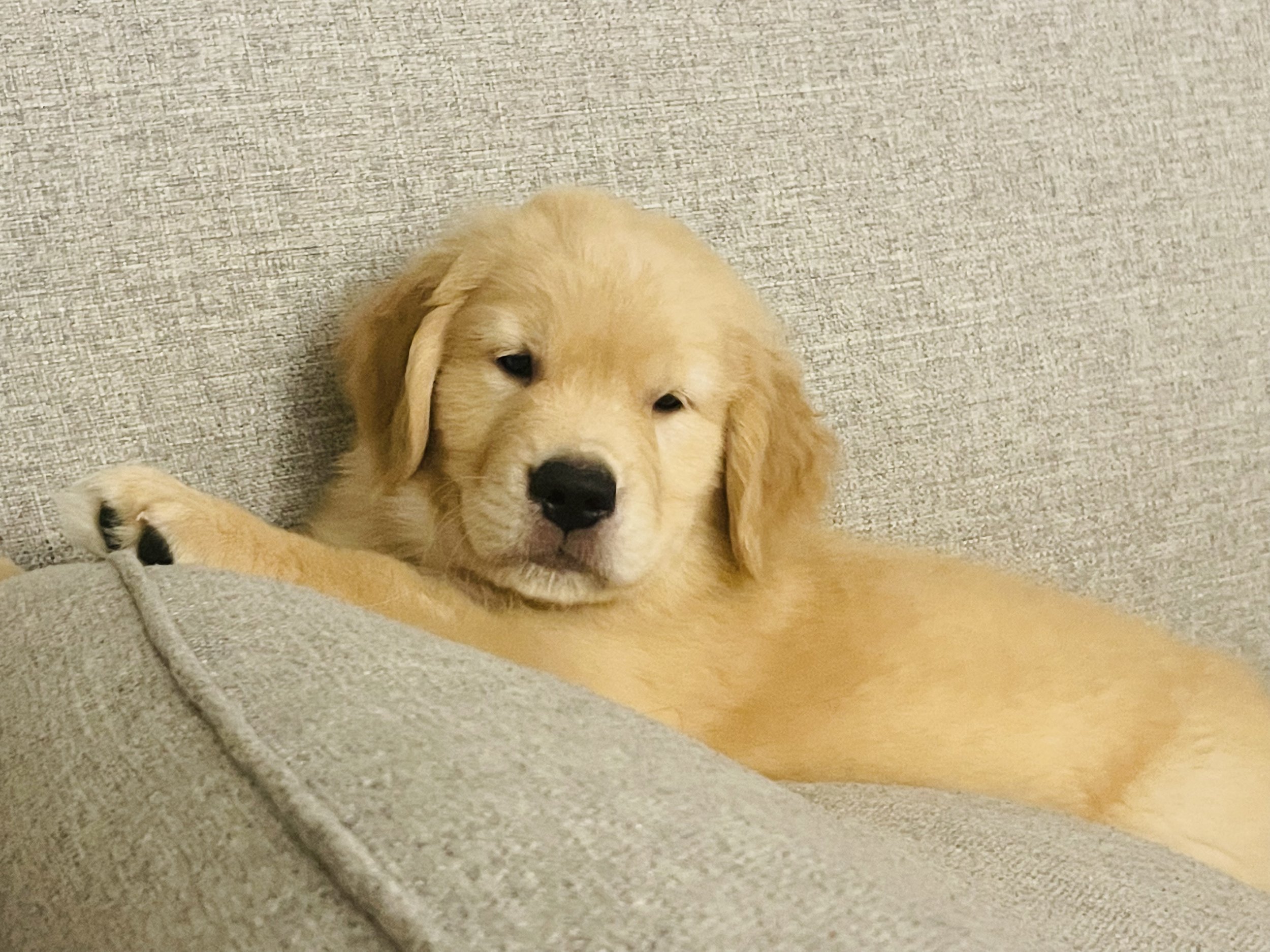 saddle brook goldens offspring