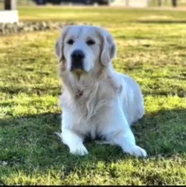 ofa certified cream golden retrievers