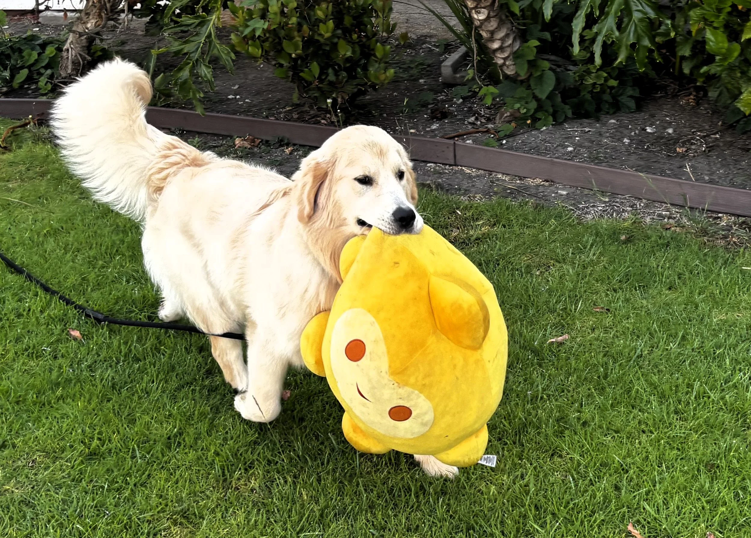 saddle brook goldens offspring breed with heart