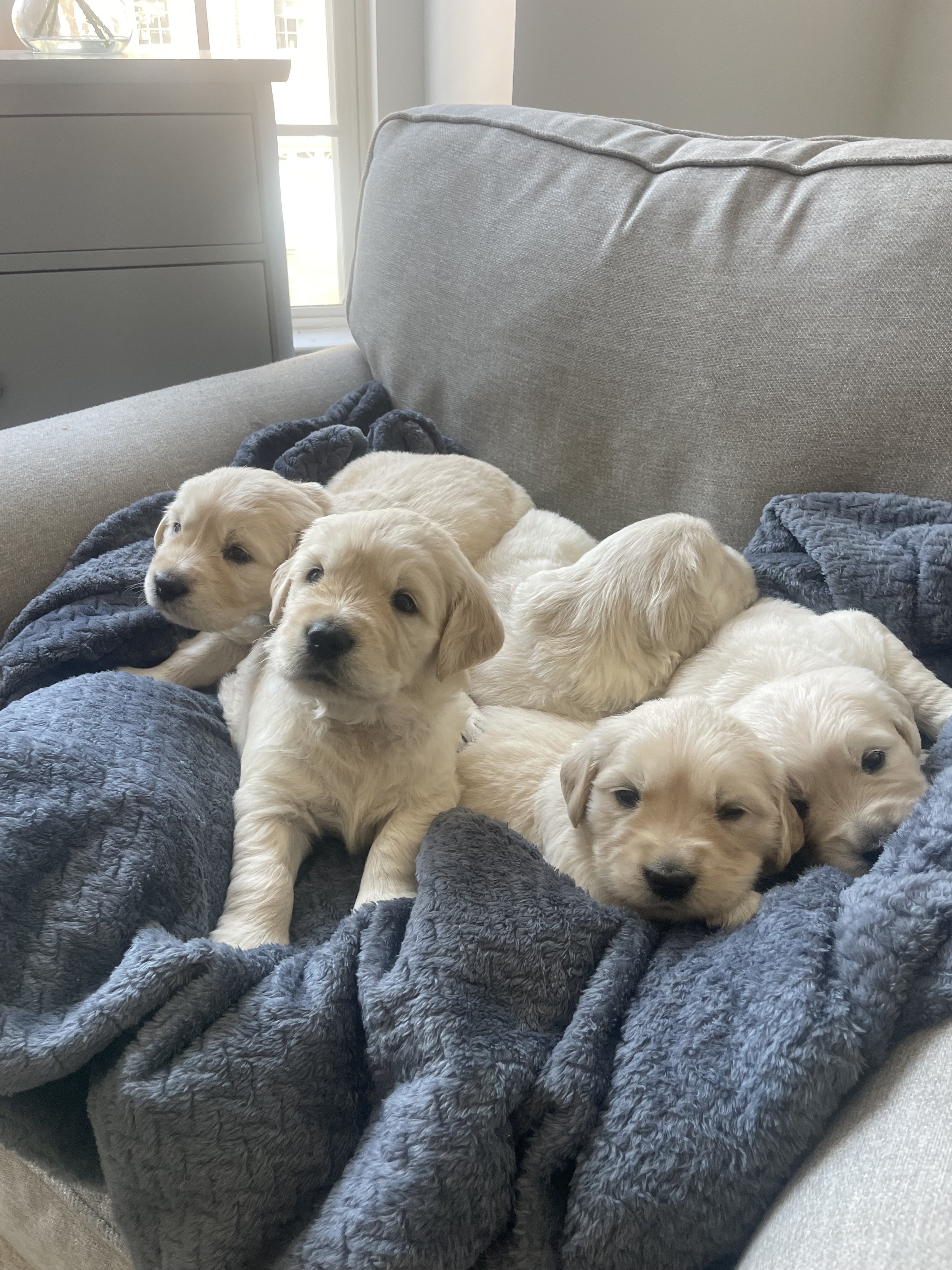 ethical breeder of heart saddle brook goldens