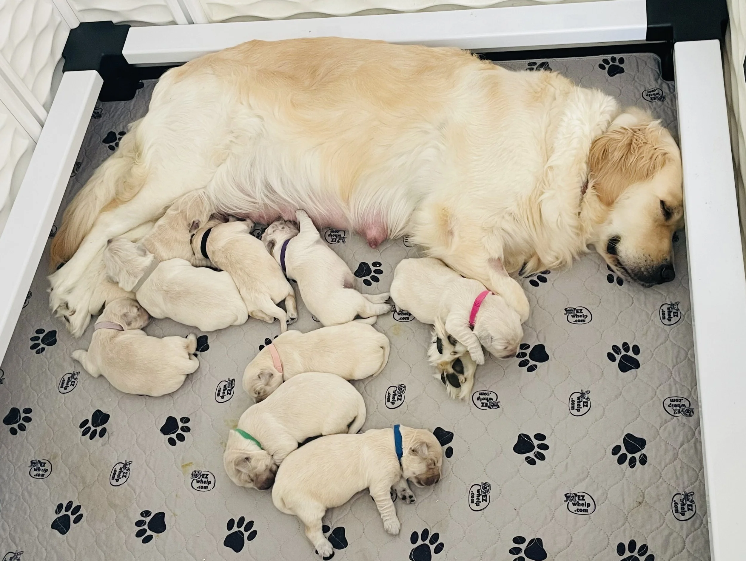 saddle brook goldens ethical breeders since 2003