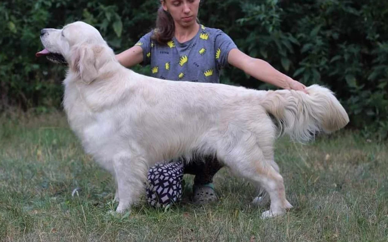 ofa certified imported english cream,