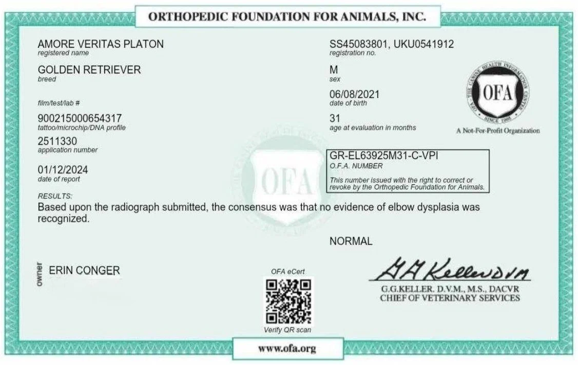 ofa certified english cream dogs