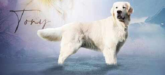 imported english cream stud,ofa certified, all health clearences