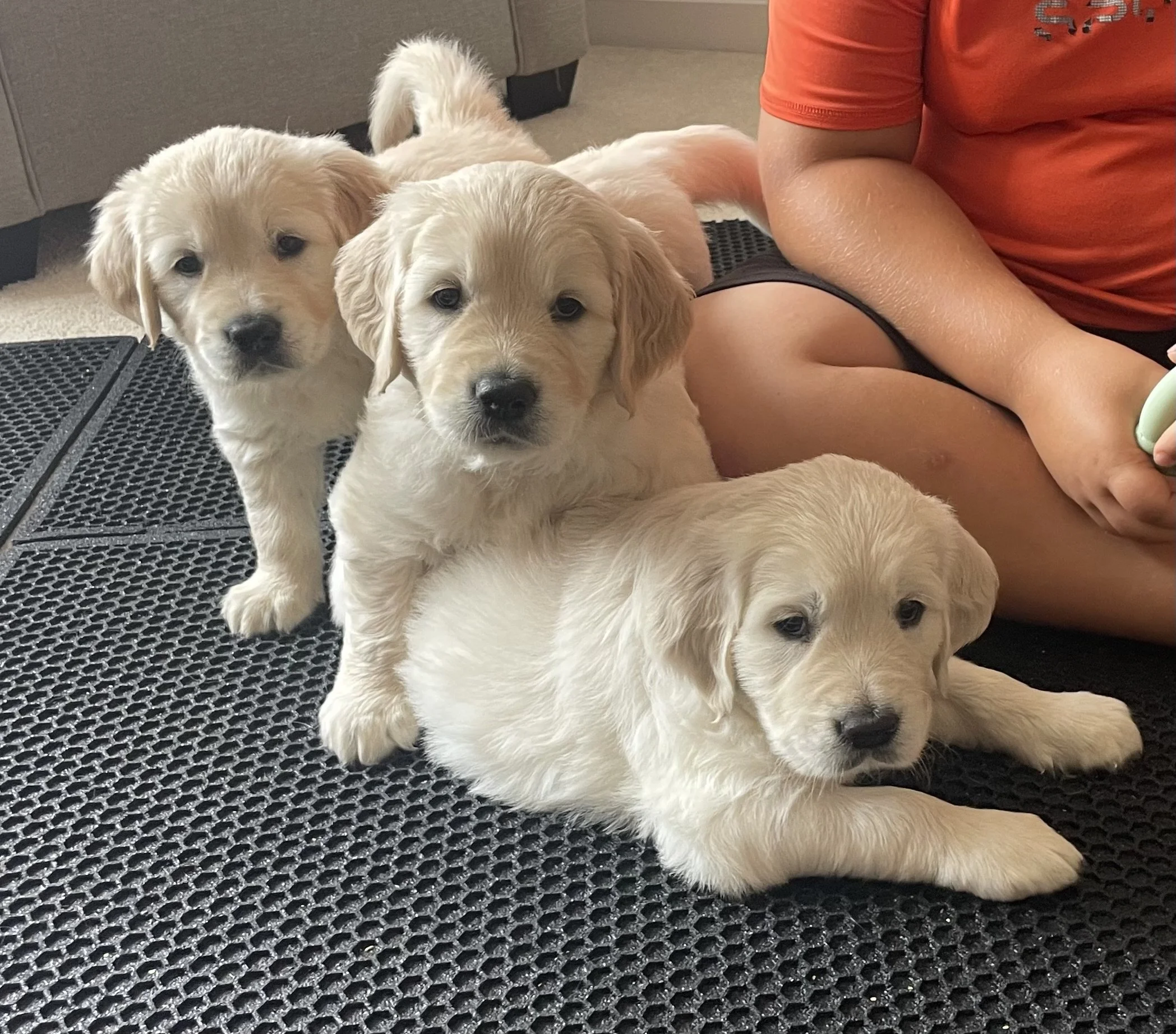 saddle brook goldens play time