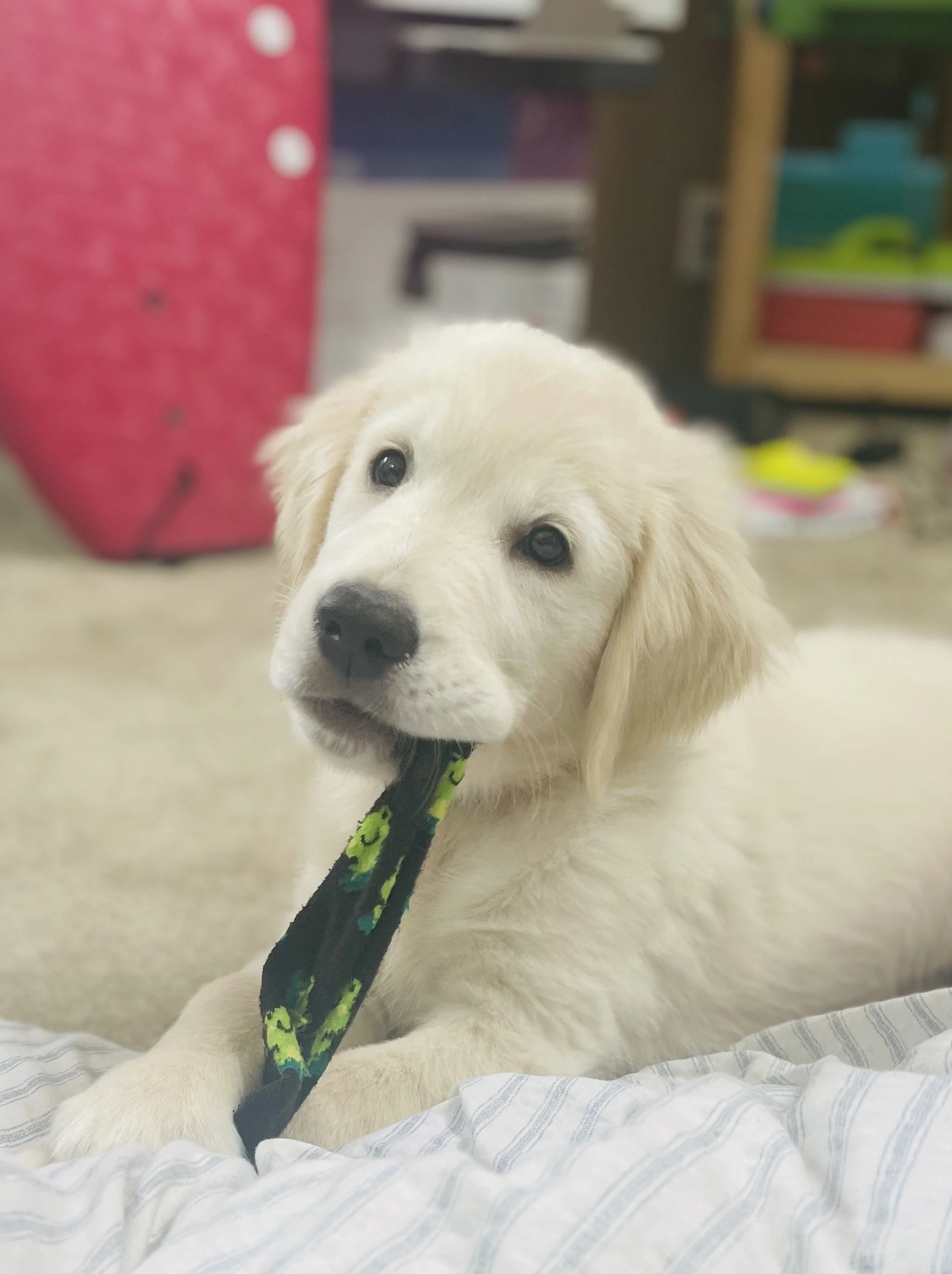 cream golden retriever puppies saddle brook goldens