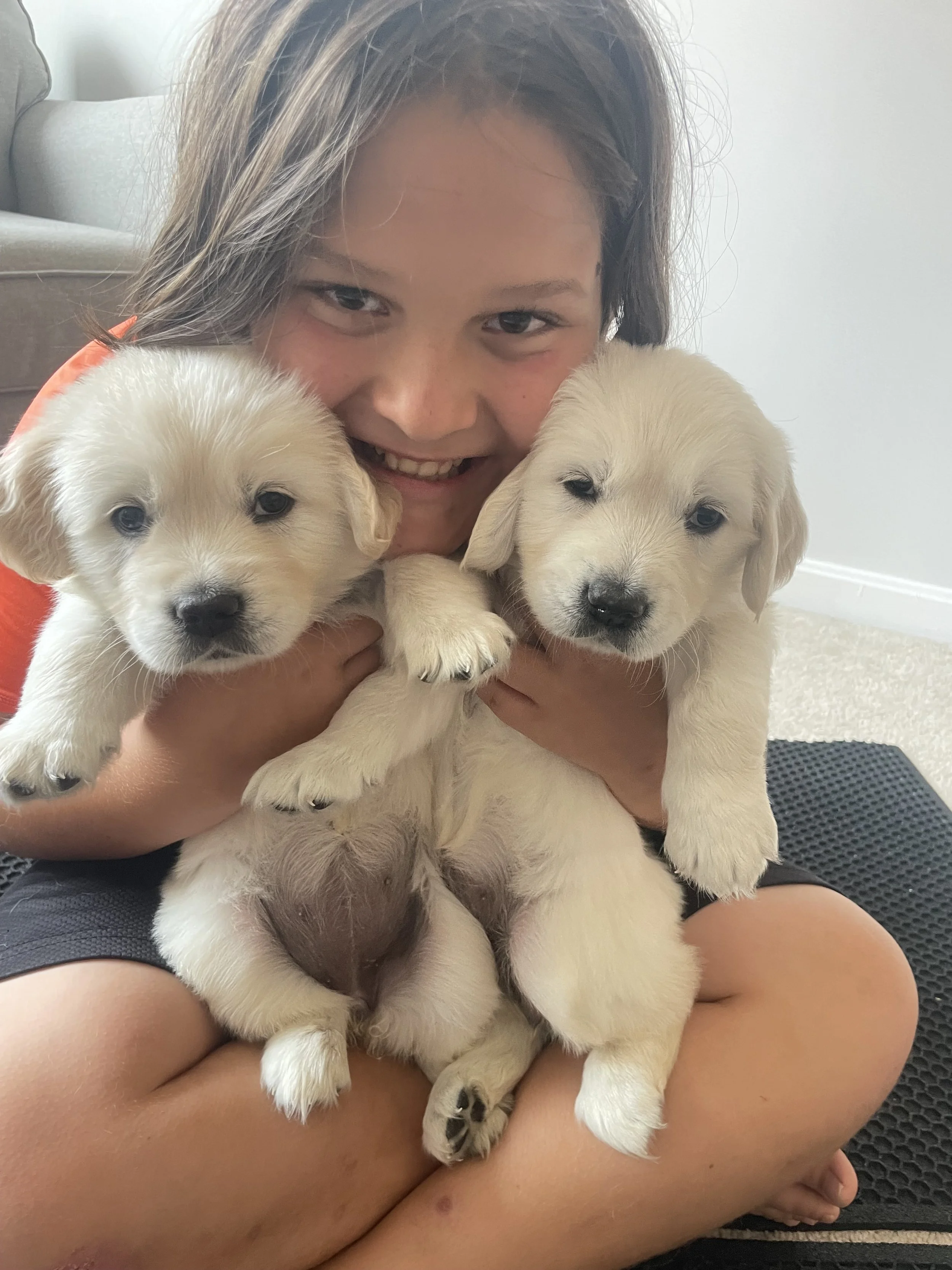 ethically bred golden retrievers by saddle brook goldens