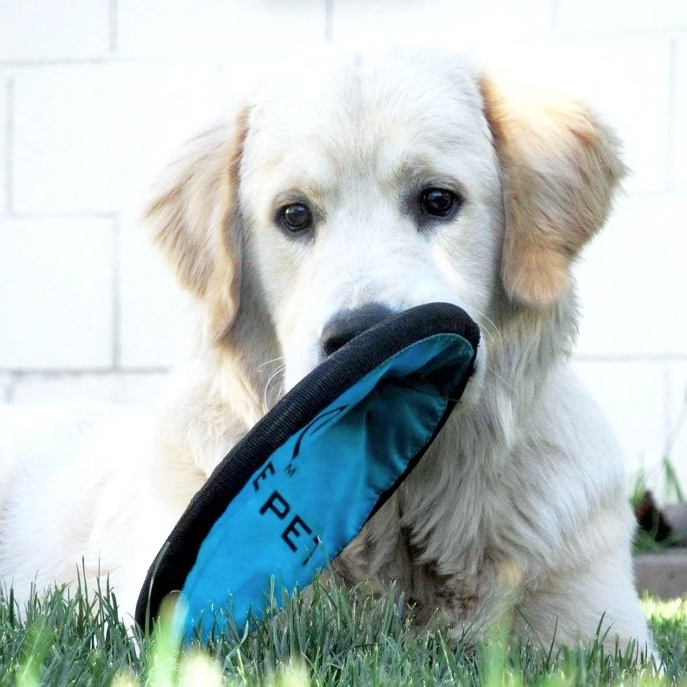 ethically bred saddle brook golden puppy