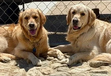 saddle brook goldens testimonials