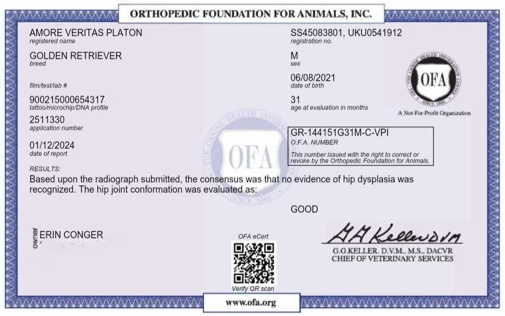 ofa cleared cream retrievers