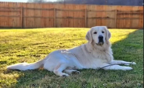 health certified,ofa certified imported english cream