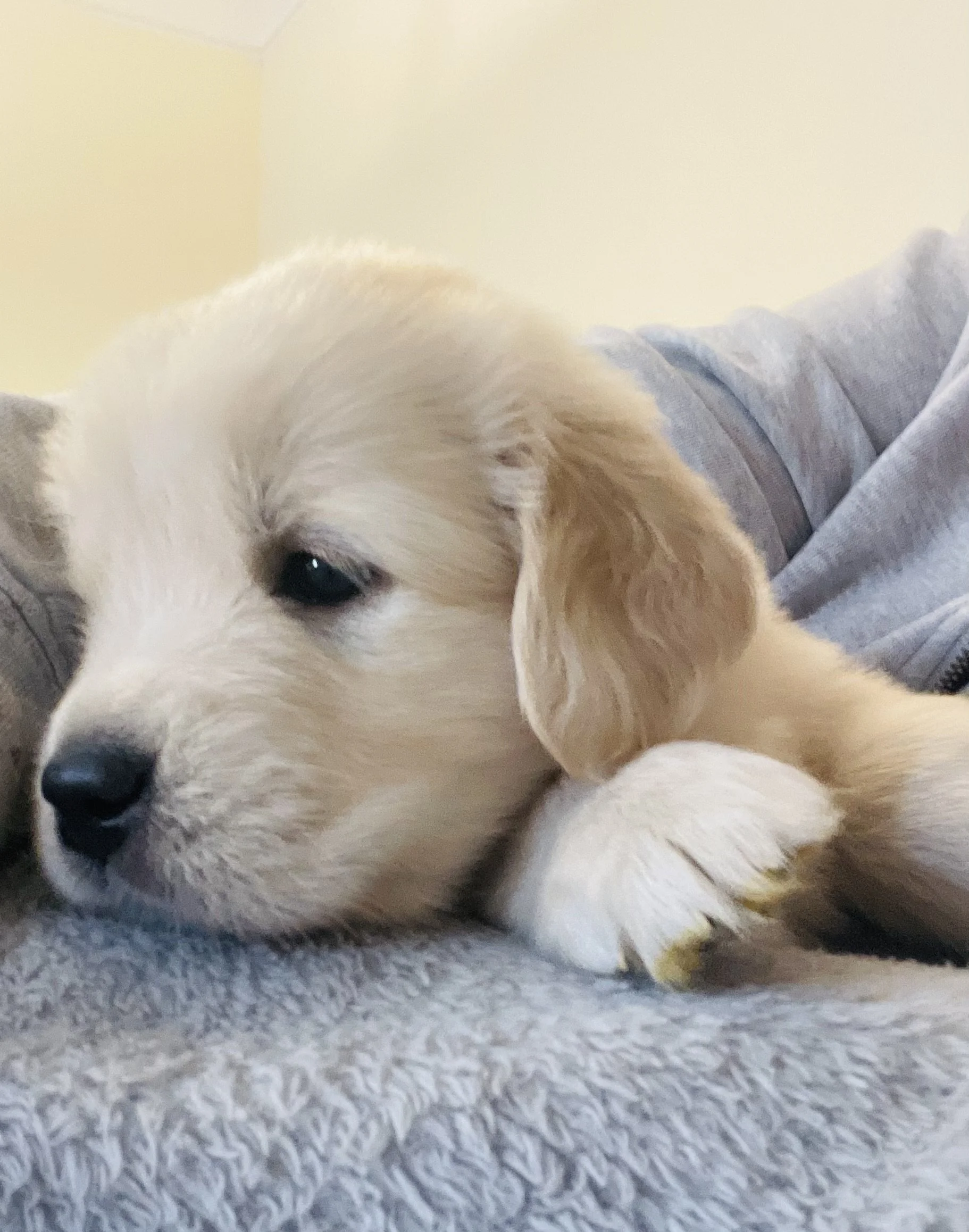 health tested,ofa certified cream puppies,saddle brook farm