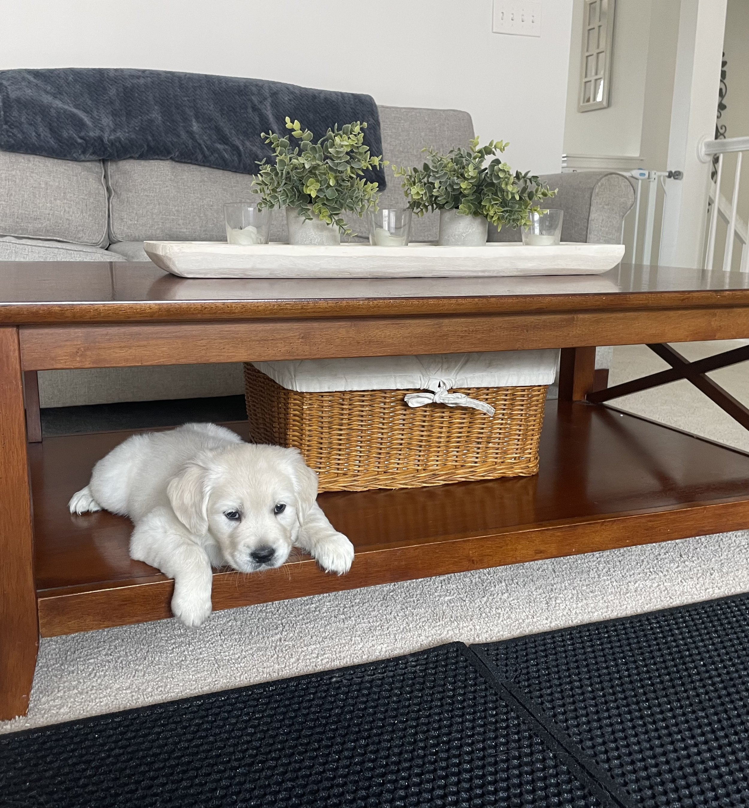 akc ethical breeders saddle brook goldens puppy
