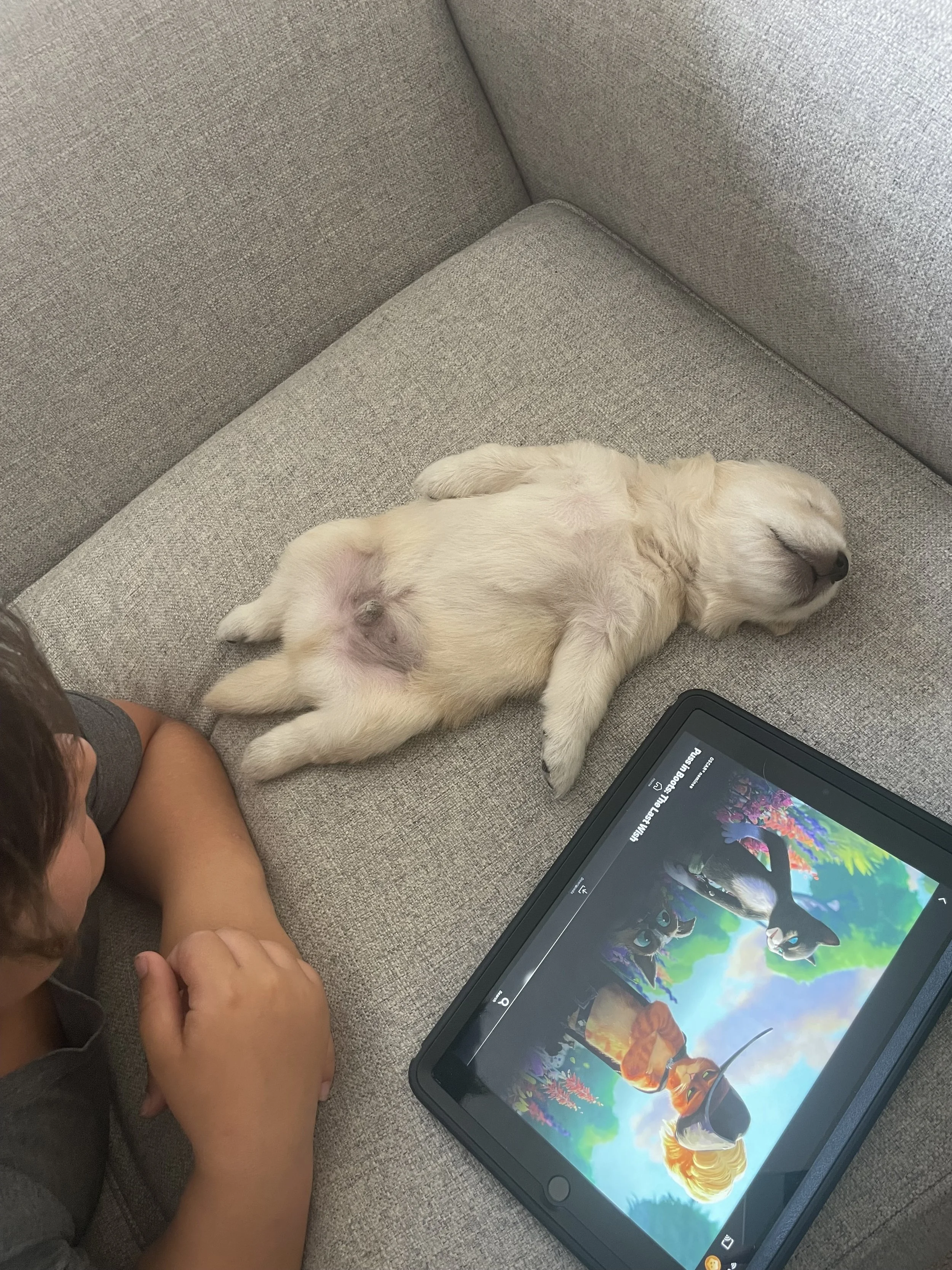 health certified cream golden retrievers