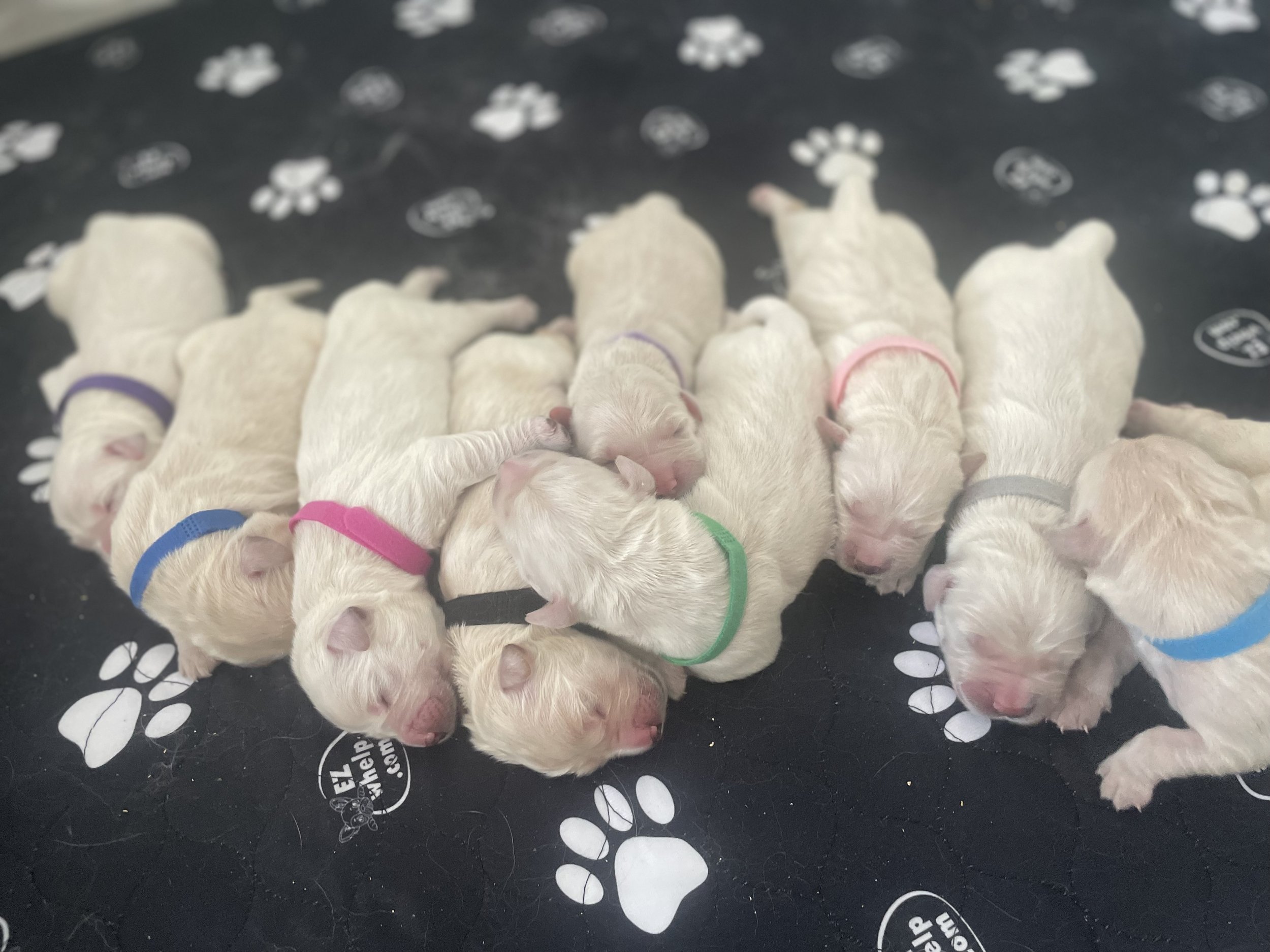 2026 golden retriever litter