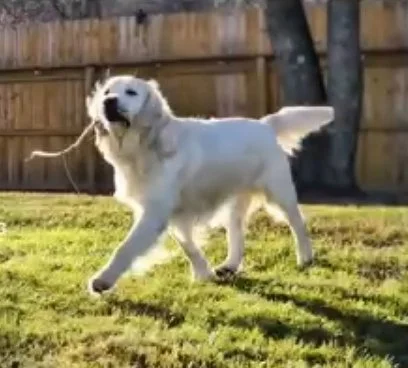 health certified golden retrievers