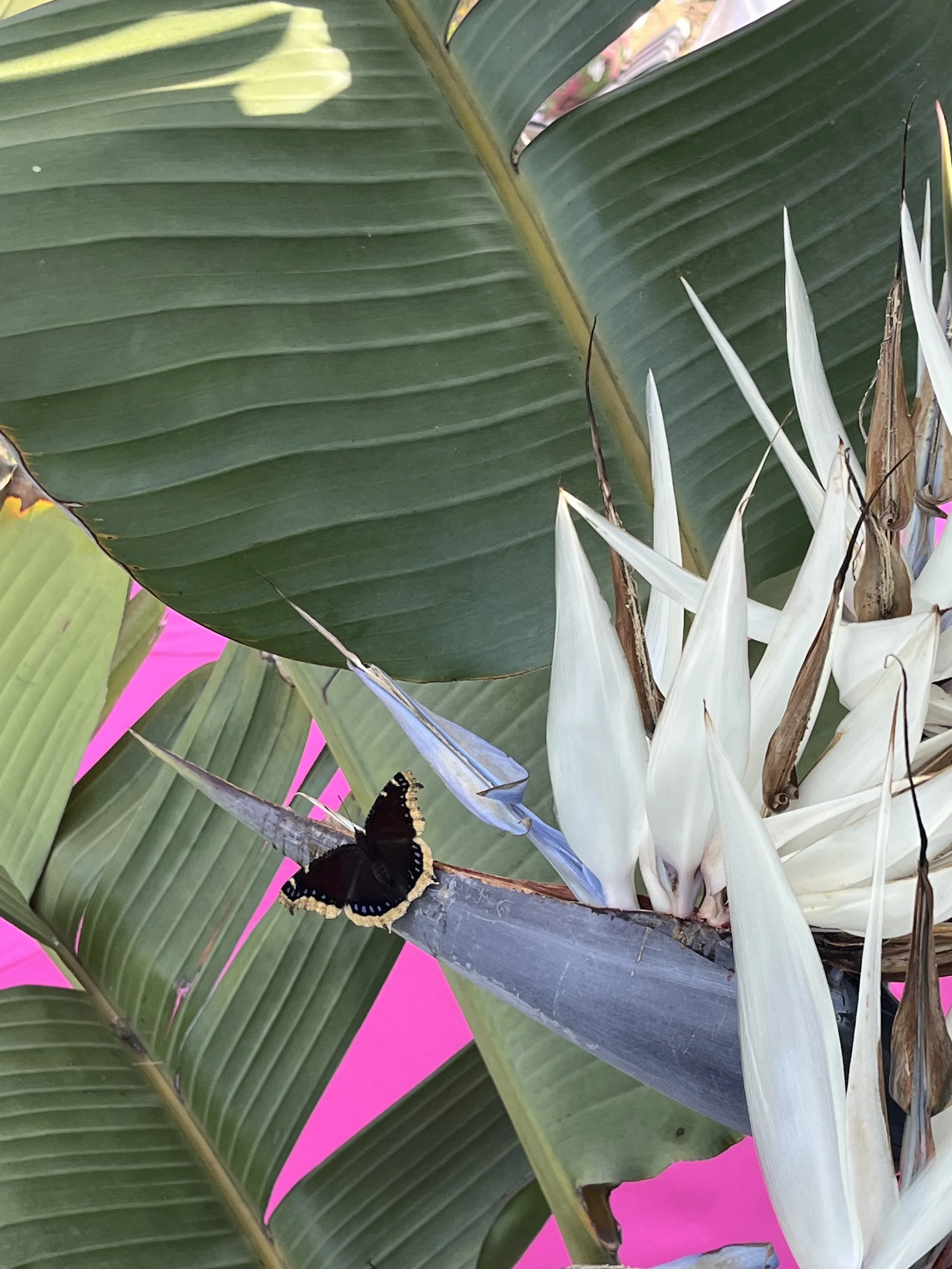 High Support Needs Includes You.