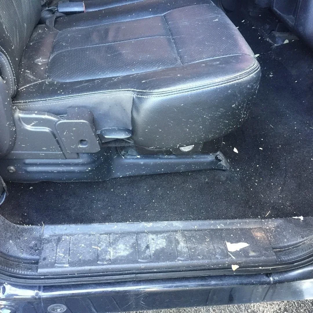 mold removal from interior of a car