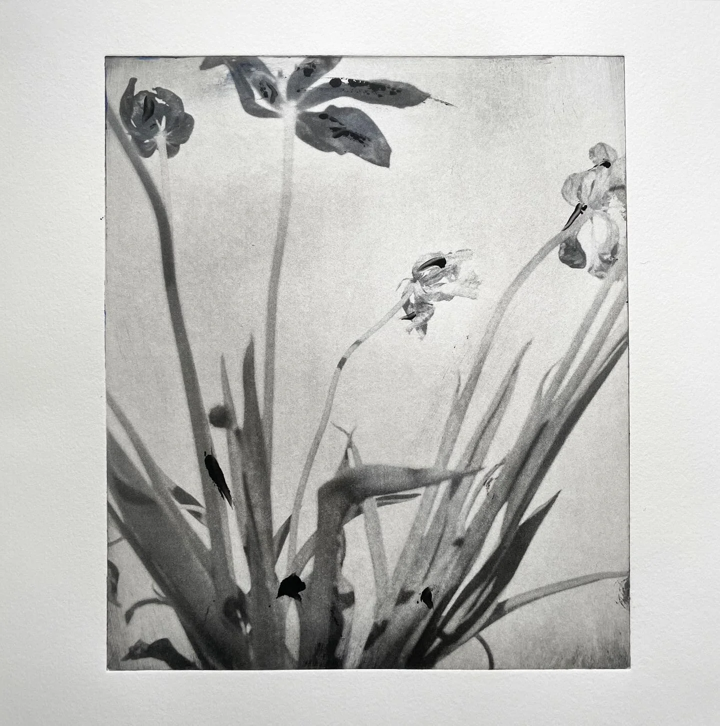 35x50cm photopolymer print 5/6 - 265g Fabriano paper. 

#photopolymergravure #pentax67_105mm #pentax67 #directtoplate #directtoplatephotogravure #editionprints #ilfordhp5 #vk3