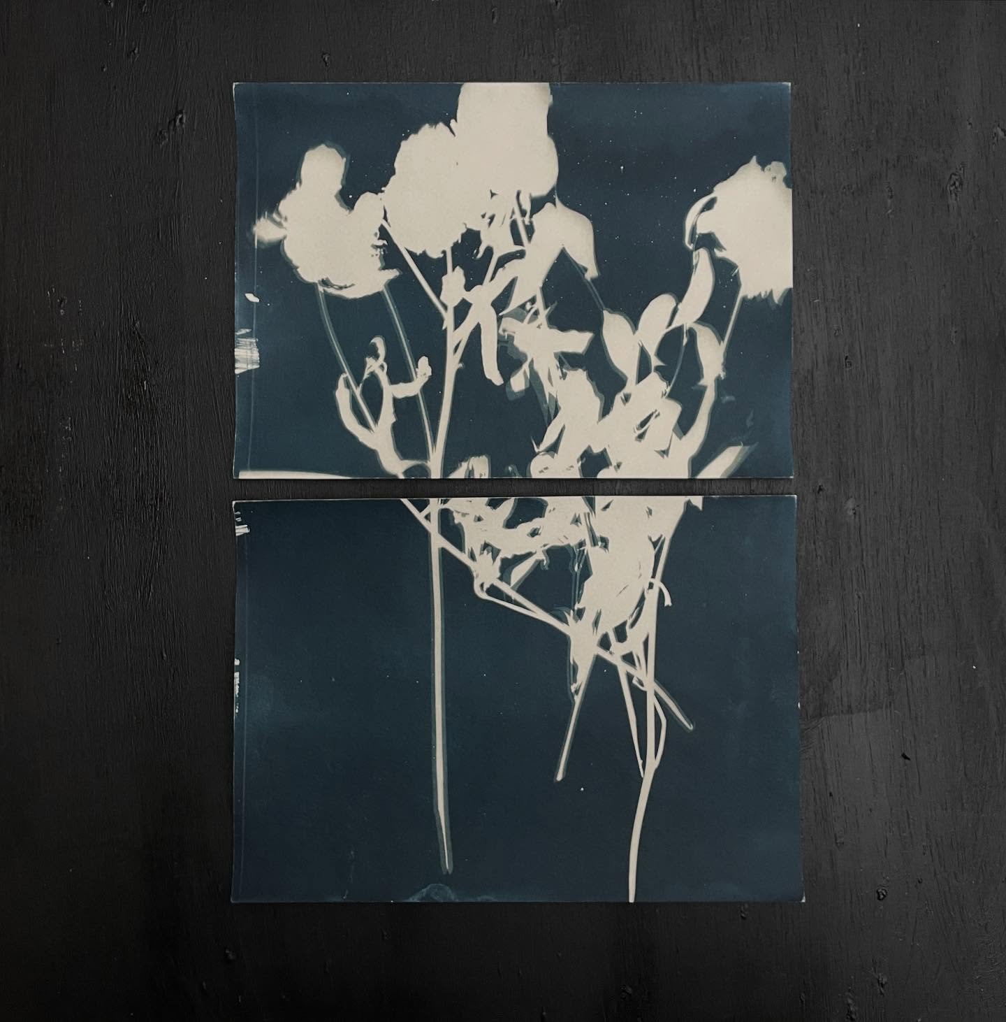 From this summer ☀️ Cyanotype printed toned in strong @smilkaffe ☕️