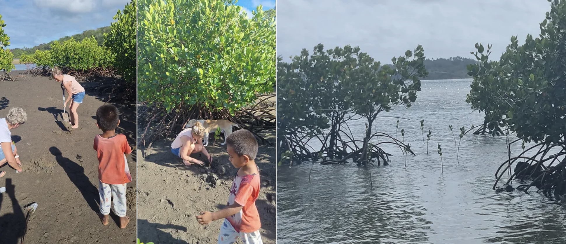 People and a dog working in a mangrove area, digging and planting young mangrove saplings beside a body of water.