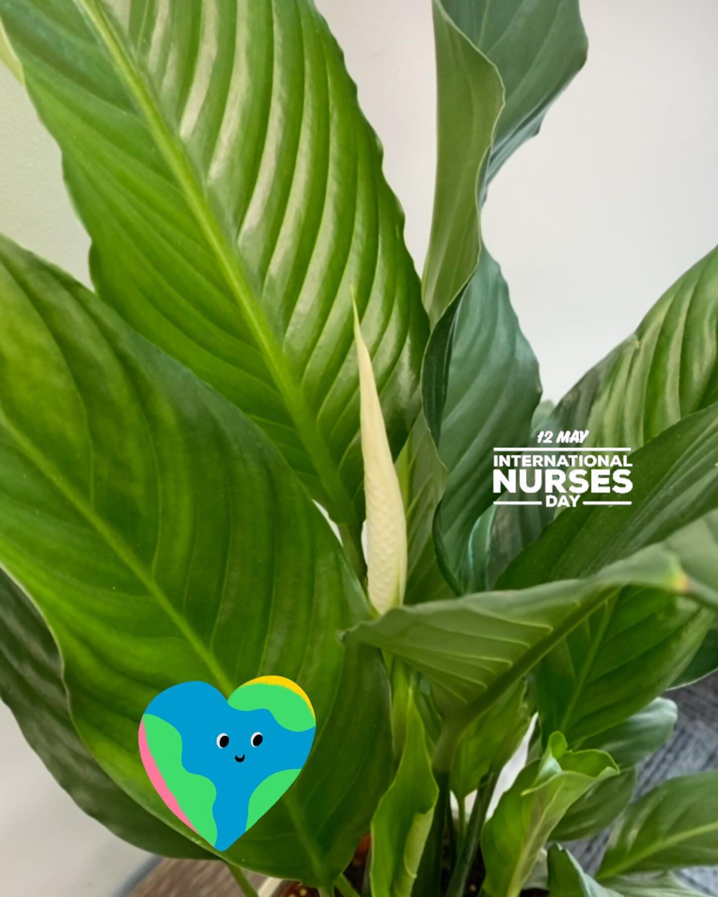 International Nurses&rsquo; Day 🌱 Thank you to all the fertility nurses who take care of our patients - often going above &amp; beyond in communication &amp; compassion. 

The date is the birth anniversary of Florence Nightingale, regarded as the mo