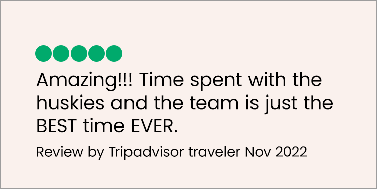 5 star reviews from tour guests on Snowdog TripAdvisor  (Copy) (Copy) (Copy)