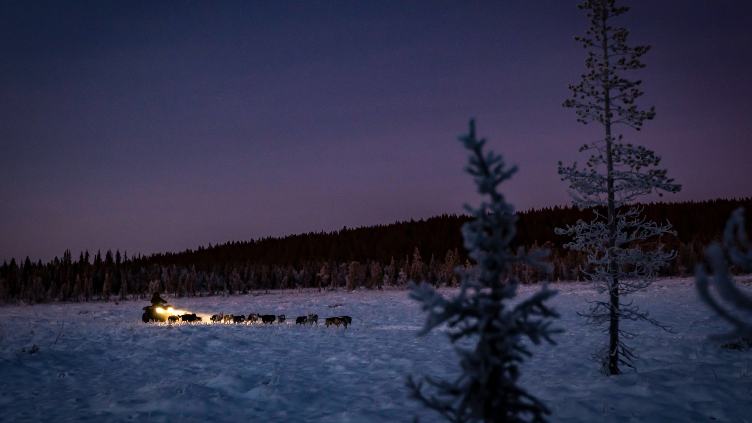 Early night Husky Dog sledding tours with Snowdog - Kiruna (Swedish Lapland) 