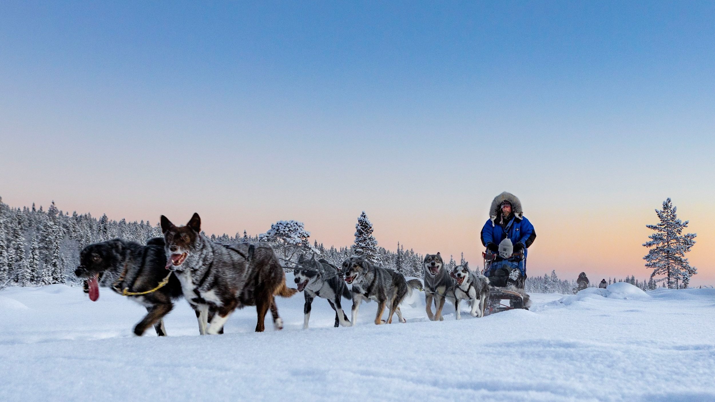 Husky Dog sledding family friendly tours with Snowdog - Kiruna (Swedish Lapland) 