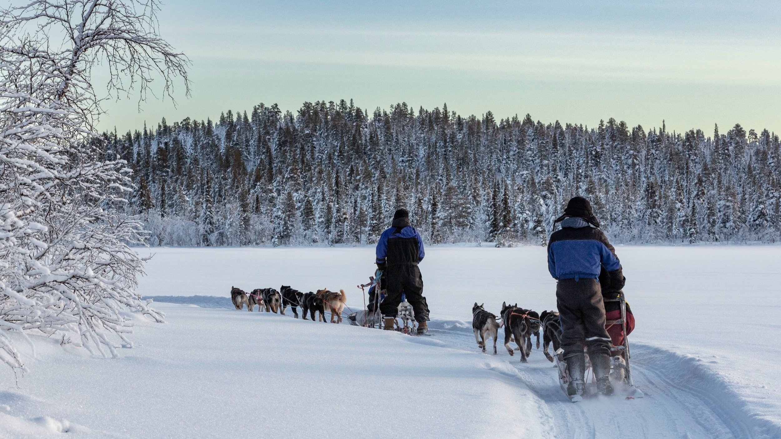 Husky Dog sledding group tours with Snowdog - Kiruna (Swedish Lapland) 