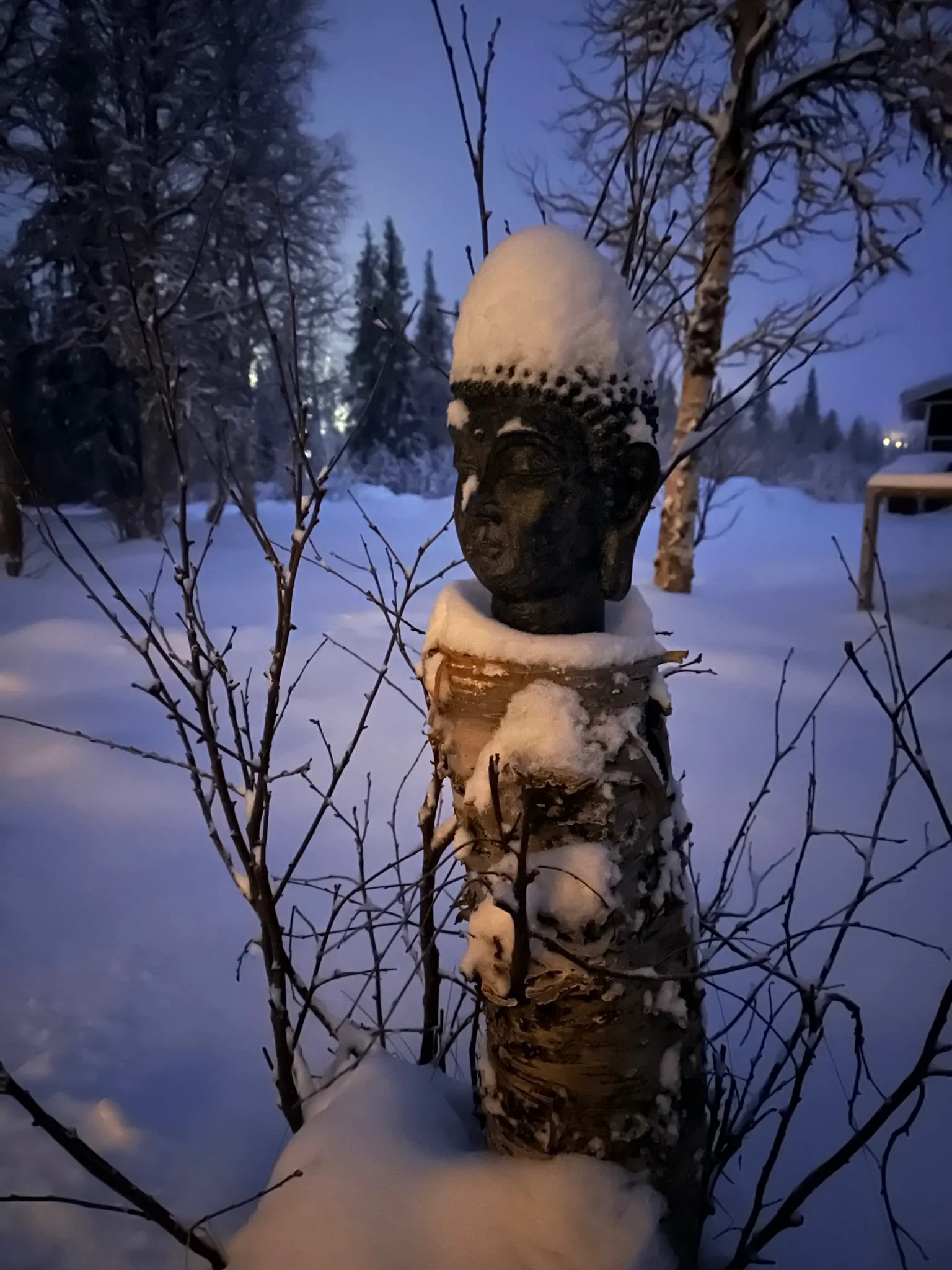 The Sámi Culture - Snowdog - Kiruna's favourite husky dog sledding
