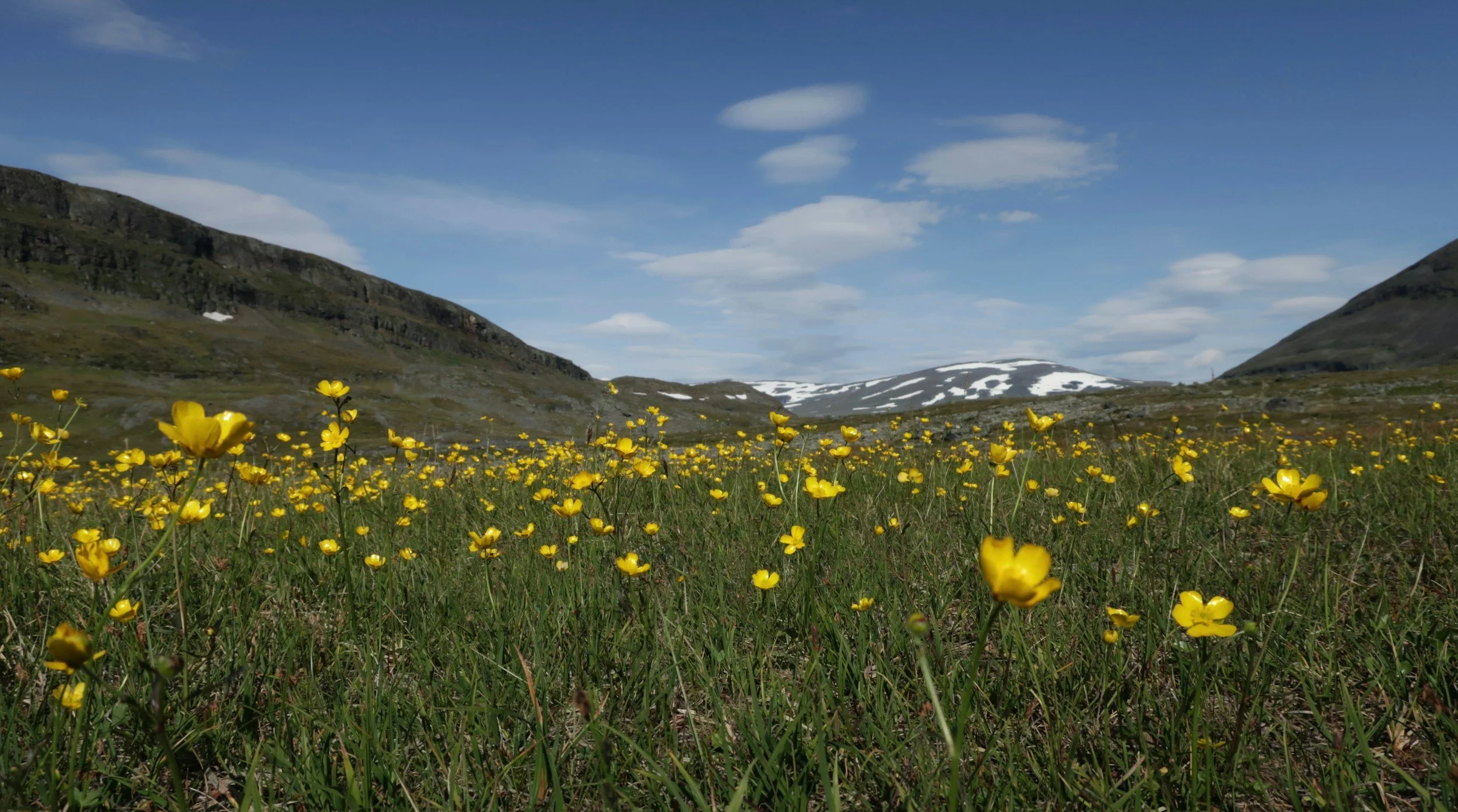 Mountain landscape with yellow flowers in foreground and snowy peaks in background under a blue sky with clouds.