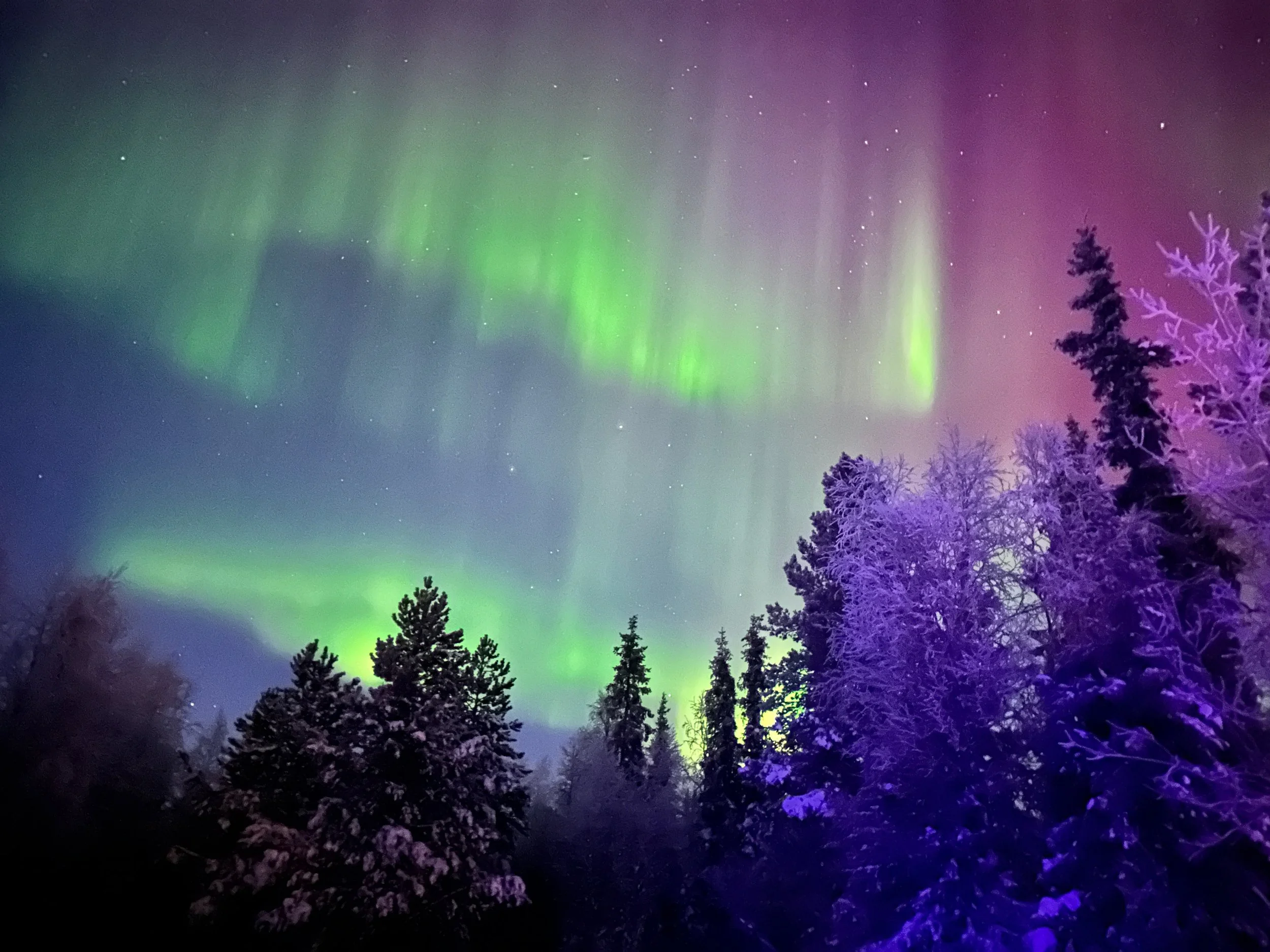 Aurora over trees.jpeg