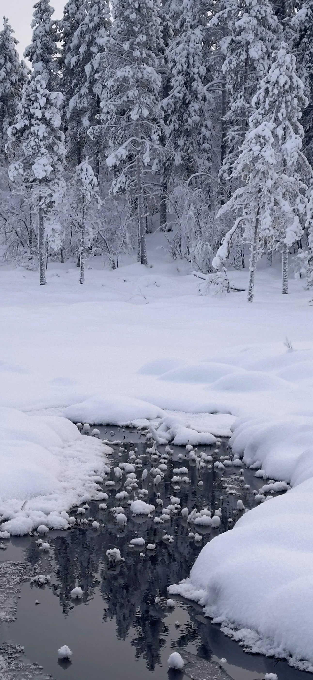 Snow-covered forest scene with frozen pond and snow-laden trees