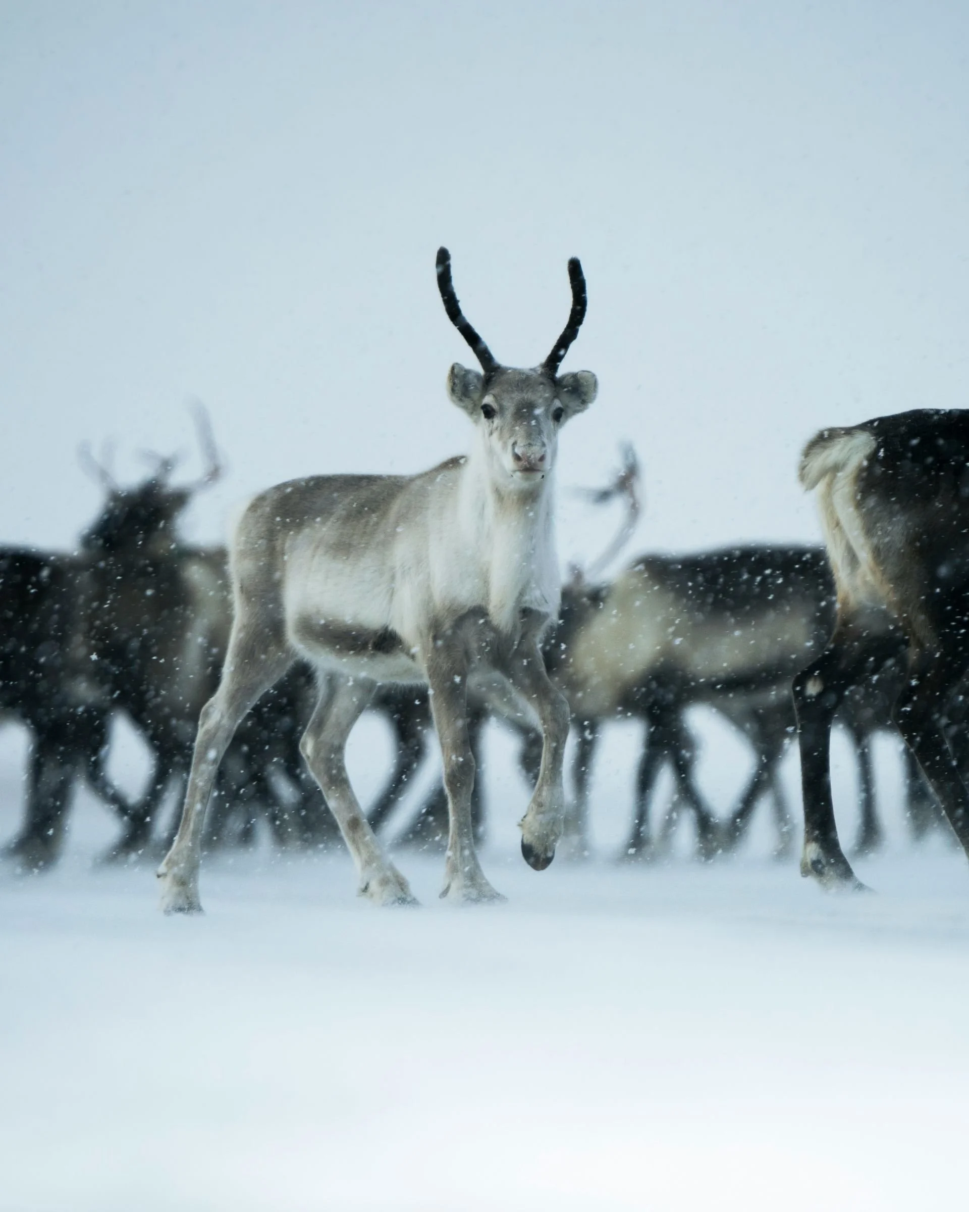 A group of reindeer standing on a snowy landscape in a snowfall.