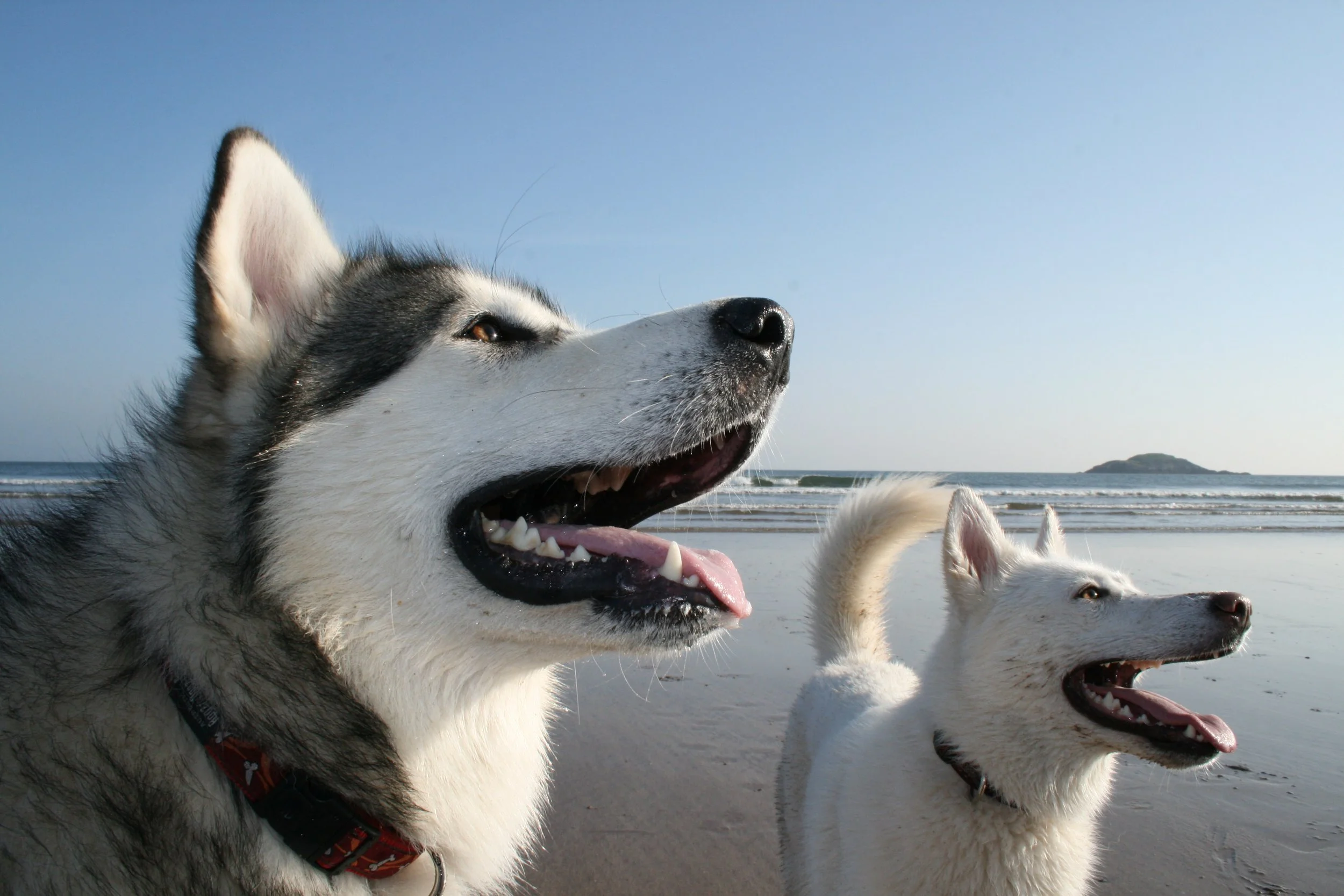 Kaiko the Bear (Malamute) taking centre stage