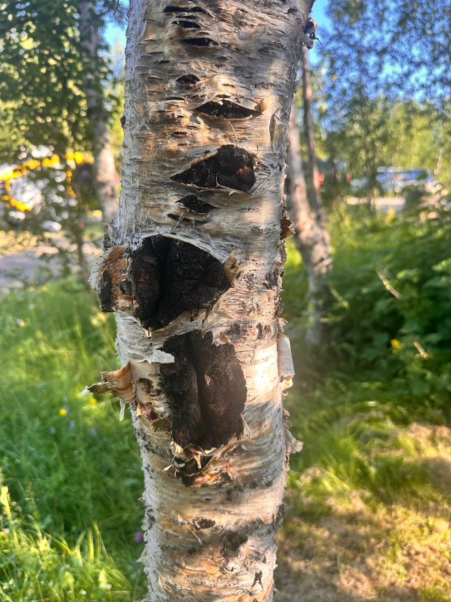 Close-up of birch tree trunk with peeling bark and sunlight