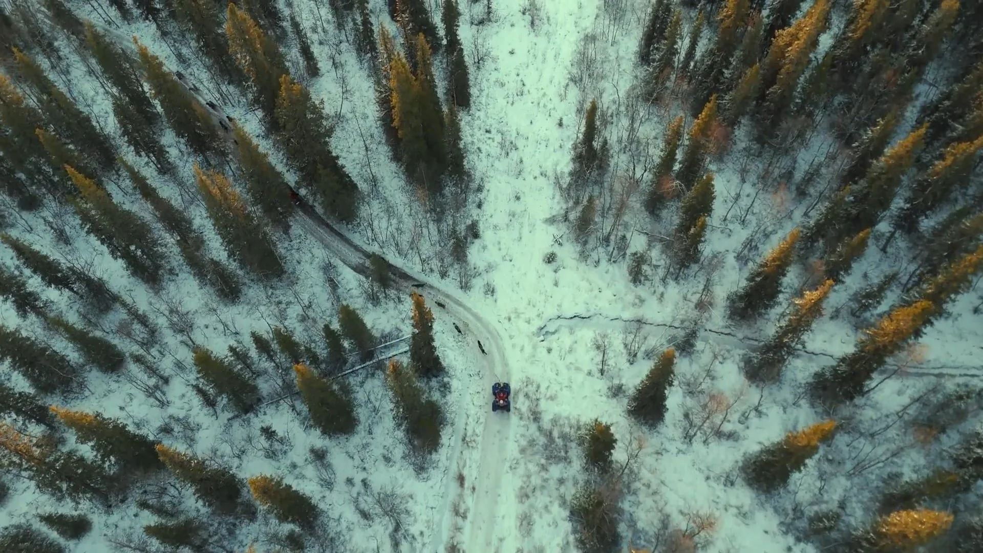 Arctic Immersion